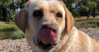 andrea pet sitter à MARSEILLE 05 13005_2