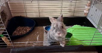 morgan pet sitter à PARIS 11 75011_2