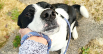 cindy pet sitter à RABASTENS 81800_2