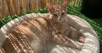 maëlys pet sitter à TOULOUSE 31200_7