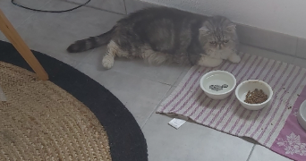 fabienne pet sitter à Montpellier 34000_6