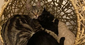 morjiane pet sitter à LYON 03 69003_1