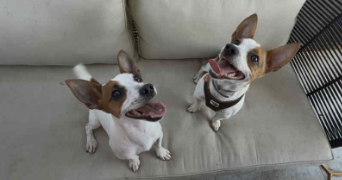 nolwenn pet sitter à ALBI 81000_1