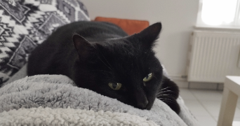 sandra pet sitter à VARANGEVILLE 54110_3