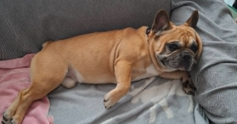 myriam et bruno pet sitter à BREST 29200_6