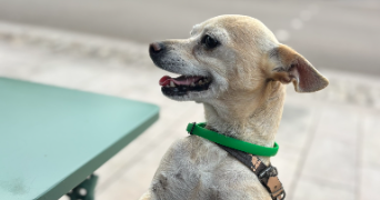 ylona pet sitter à MESSEME 86200_3