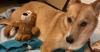 sedtha pet sitter à ASNIERES SUR SEINE 92600_5