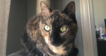gwladys pet sitter à MONTROUGE 92120_1