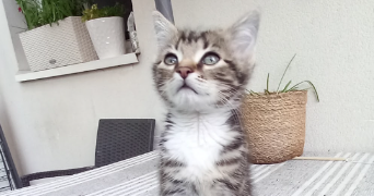 magali pet sitter à NOISEAU 94880_4