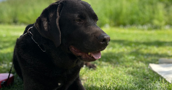 myriam pet sitter à STRASBOURG 67000_2