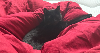 laura pet sitter à FONTENAY AUX ROSES 92260_3