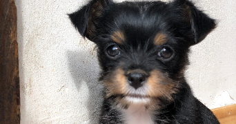 maëlys pet sitter à NANCY 54000_2