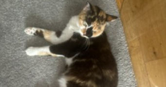 isabelle pet sitter à LINAS 91310_4