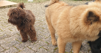 karine pet sitter à APT 84400_6