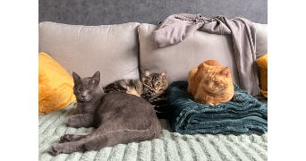 amandine pet sitter à ALLONNES 72700_1
