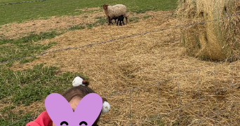 maeva pet sitter à ST SAVINIEN 17350_0