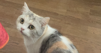 melina pet sitter à LES LILAS 93260_6