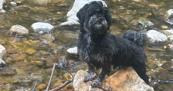sophie pet sitter à NICE 06000_9