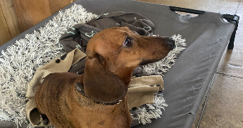 anais pet sitter à NANTERRE 92000_6