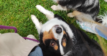 solène pet sitter à BEUZEVILLE 27210_1
