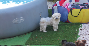 anna pet sitter à CARQUEIRANNE 83320_8