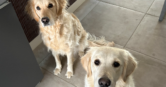 simon pet sitter à BAUVIN 59221_7