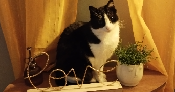 perrine pet sitter à Angers 49000_6