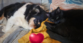 lydie  pet sitter à CAUDRY 59540_0