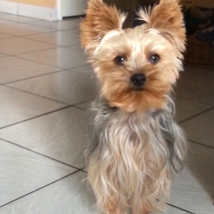 karine pet sitter à Toulon 83000_1