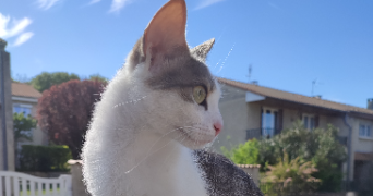 lea pet sitter à BEAUVALLON 26800_0