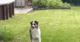 cassandre pet sitter à CHATELAILLON PLAGE 17340_1