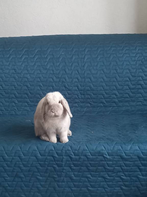 mathilde pet sitter à Nantes 44300_3