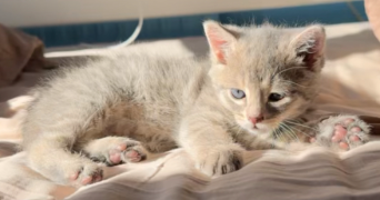 océane pet sitter à PARIS 20 75020_1