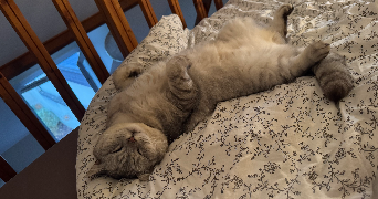 laurine pet sitter à STE GENEVIEVE DES BOIS 91700_5