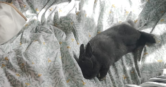 gael pet sitter à LES PAVILLONS SOUS BOIS 93320_2