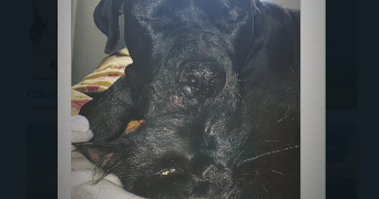 chloë pet sitter à LA SEYNE SUR MER 83500_6