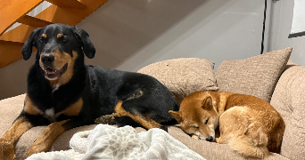 lauryn pet sitter à CHATENOIS LES FORGES 90700_5