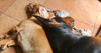 lola pet sitter à VERZEILLE 11250_0