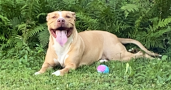 tessa pet sitter à SCHWEIGHOUSE SUR MODER 67590_1