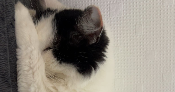 bollini pet sitter à HAYANGE 57700_1