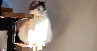 Lea pet sitter à Choisy-le-Roi 94600_7