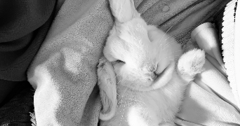 elsa pet sitter à VILLEPREUX 78450_9