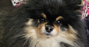 julie pet sitter à ANNECY 74600_11