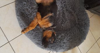 anne-sophie pet sitter à BOSROBERT 27800_2