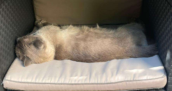 raphaël pet sitter à MOULINS 03000_1