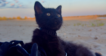 luana pet sitter à FRONTIGNAN 34110_2