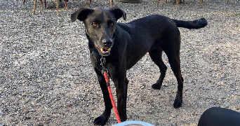 kevin pet sitter à ROISSY EN FRANCE 95700_3