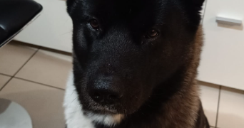 caroline pet sitter à BORDEAUX 33100_2