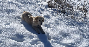 eulalie pet sitter à MULHOUSE 68100_3