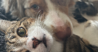 heloise pet sitter à VERNOU SUR BRENNE 37210_4